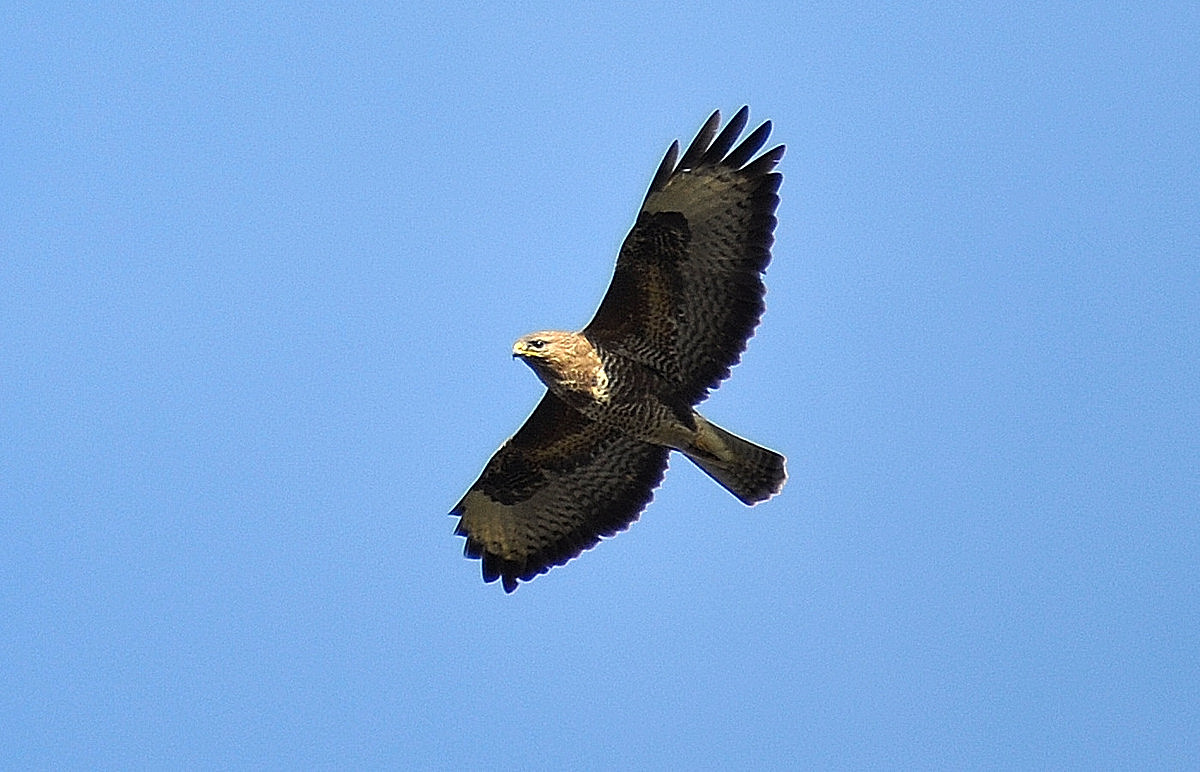 Buizerd.