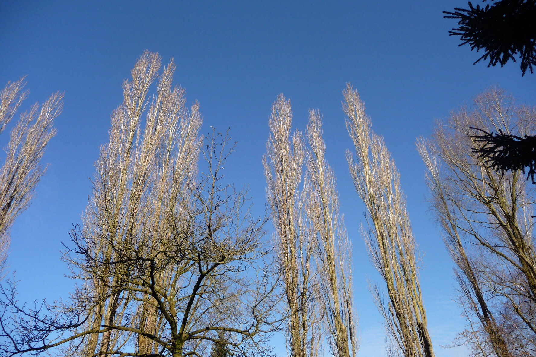 Blauwe lucht