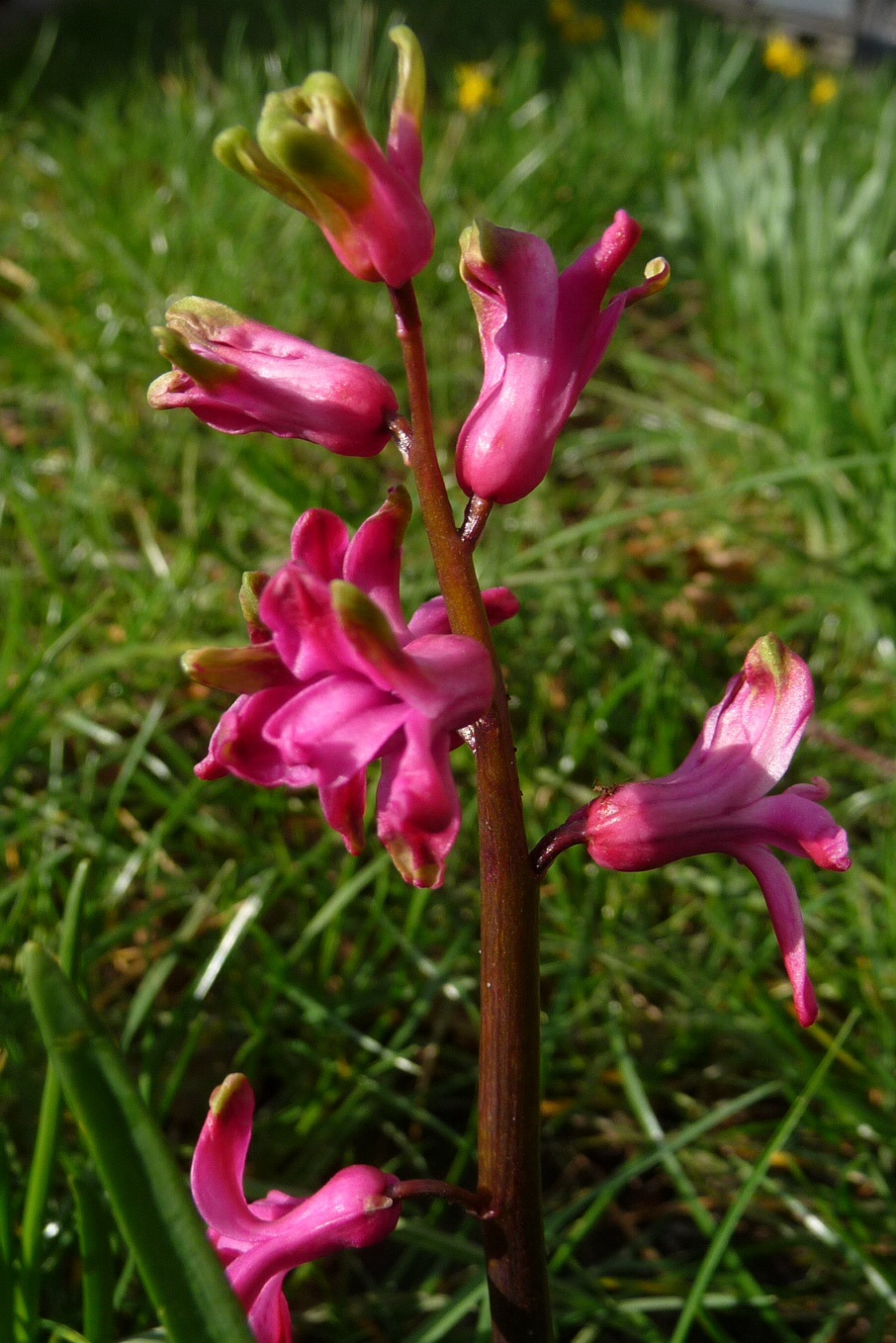 Donker roze hyacint