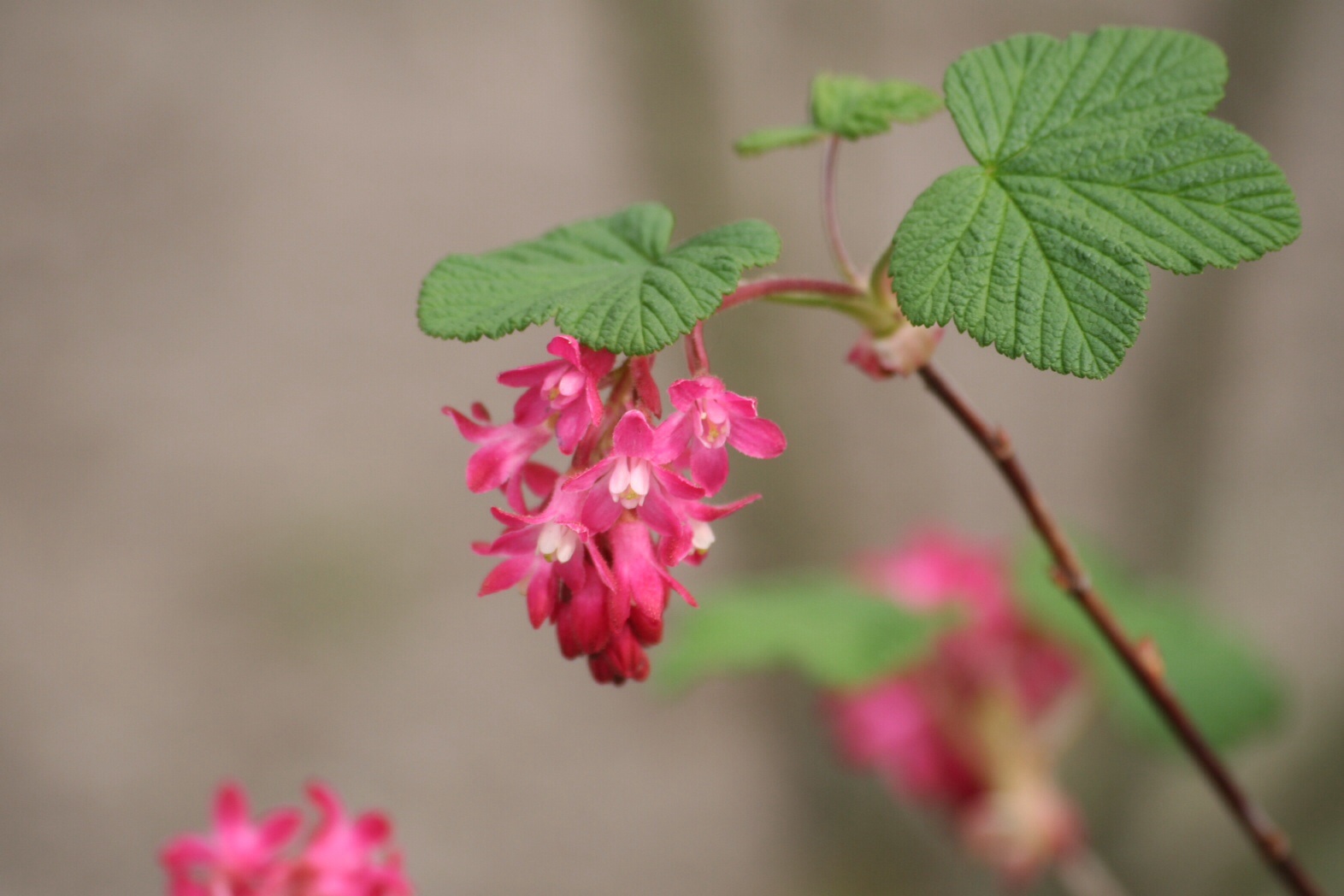 Ribes