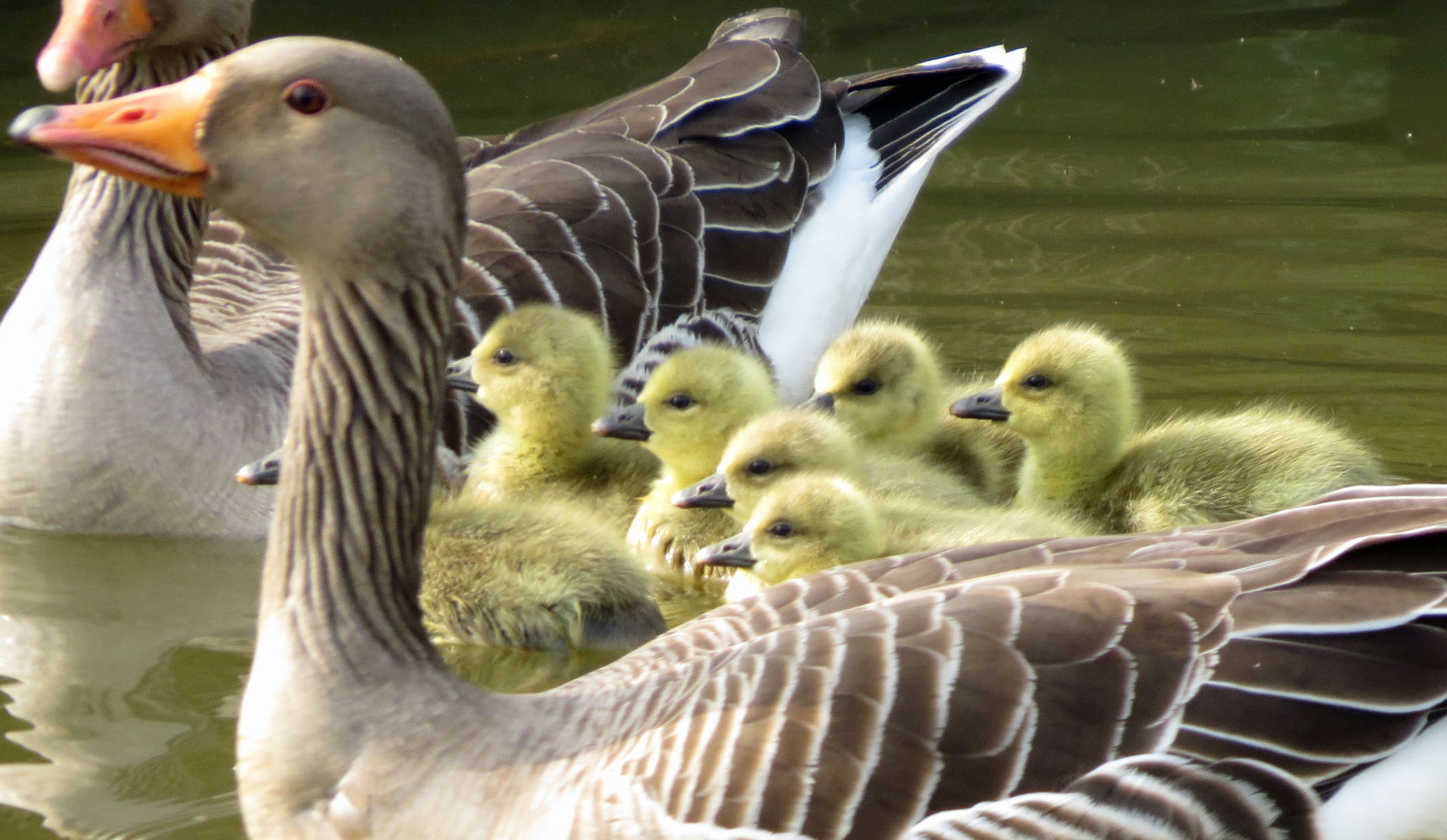 De familie Gans