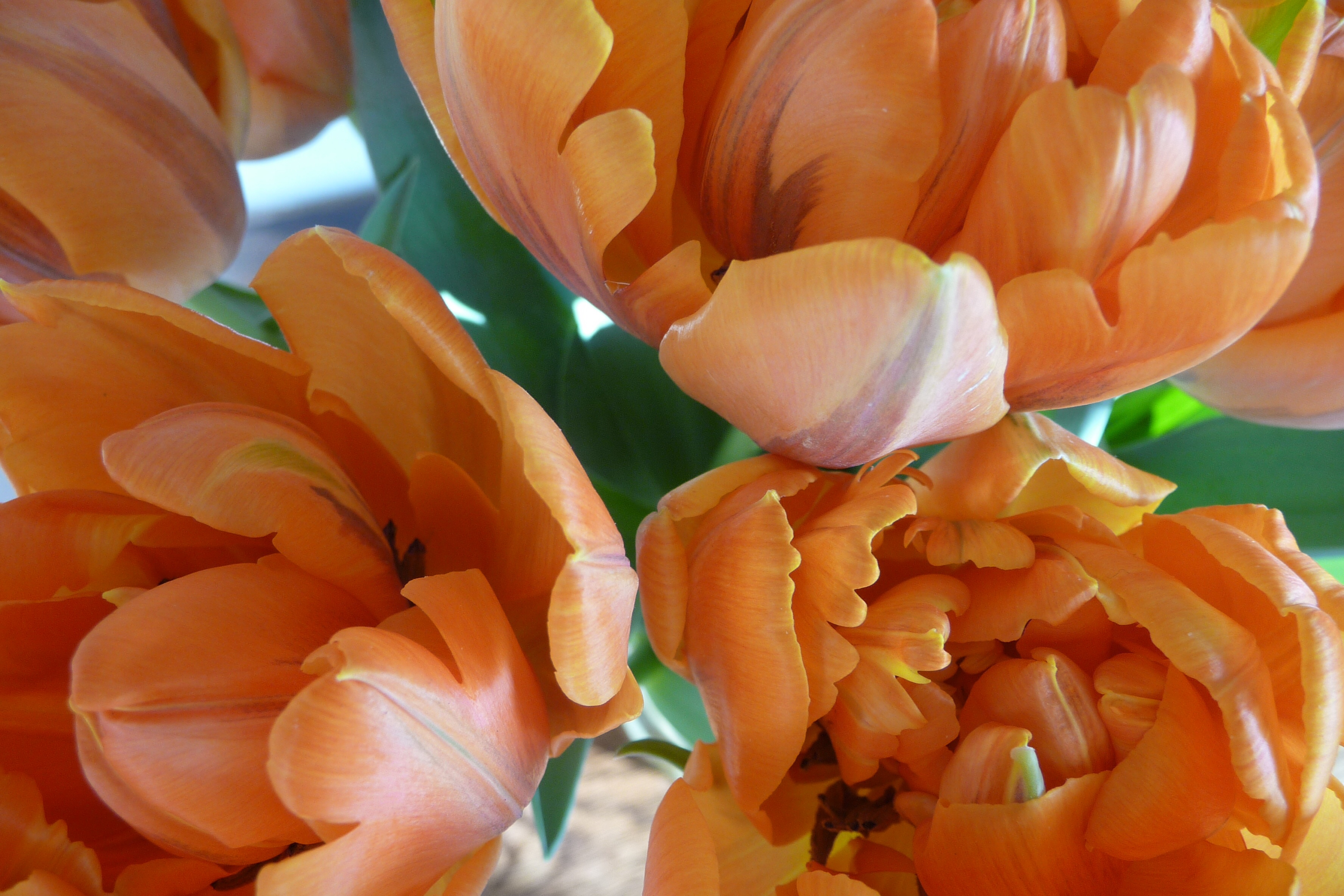 Oranje tulp 2