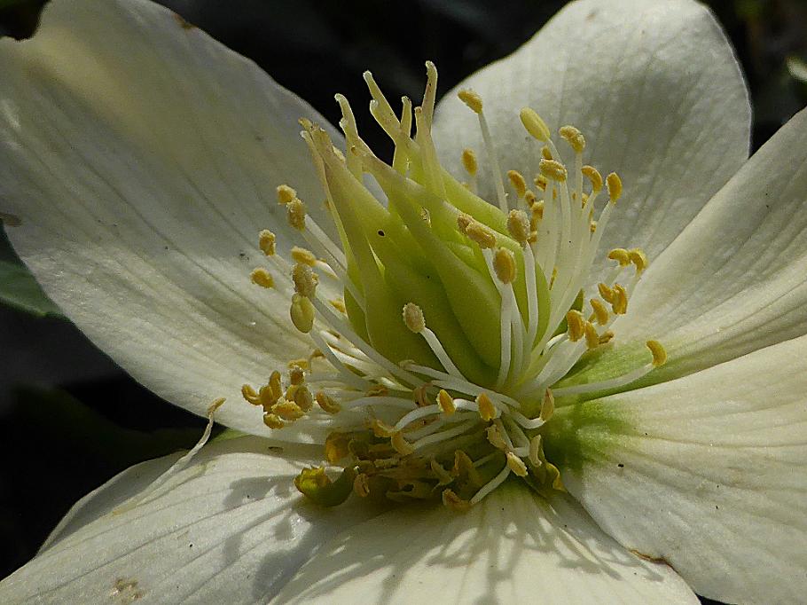 Helleborus 2