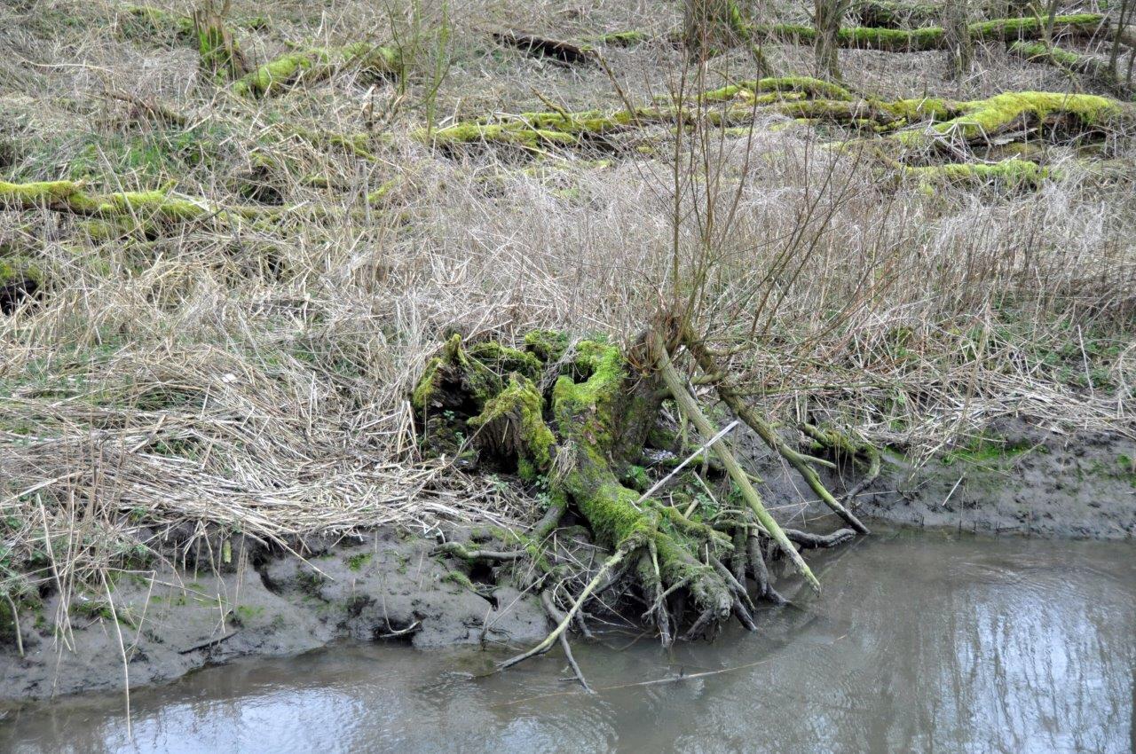 Oerbos 2