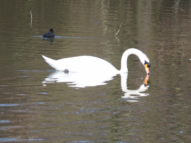Sierlijke zwaan in spiegelbeeld