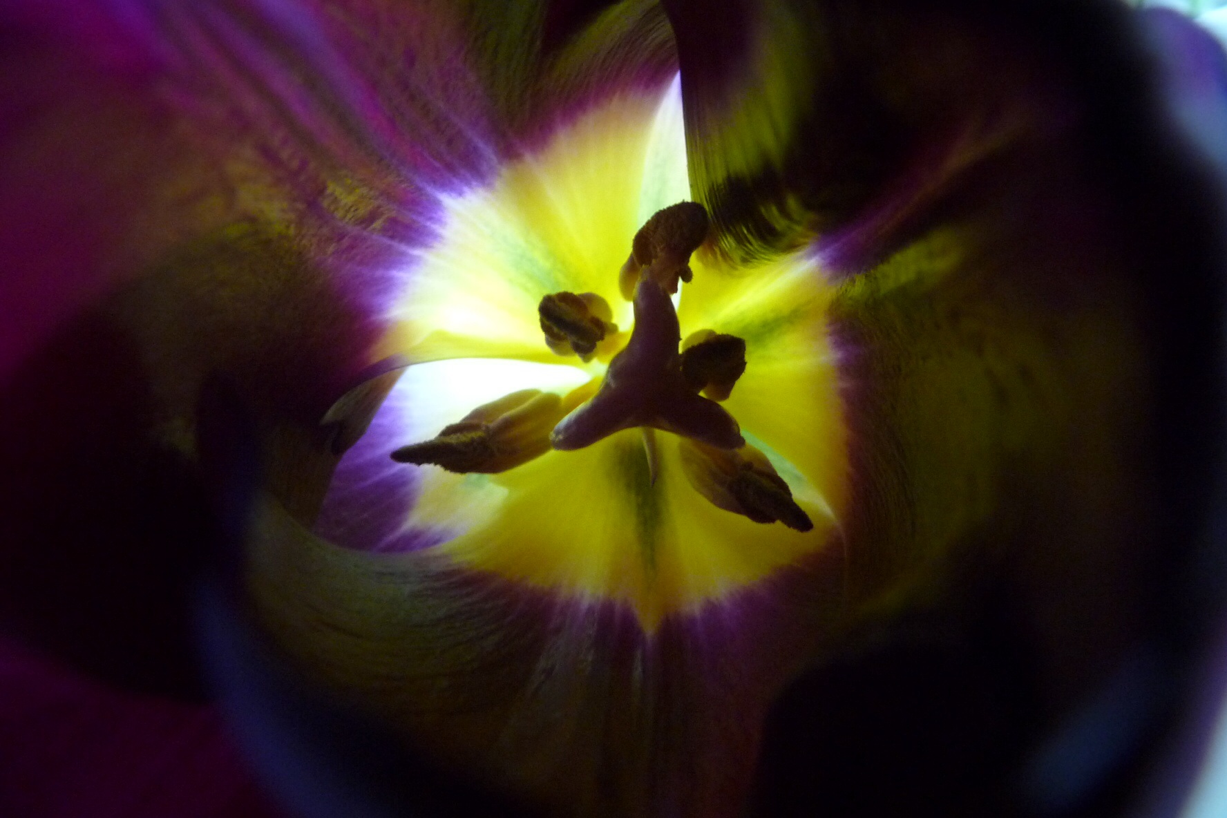 Tulp 3