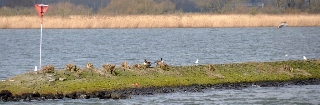 Watervogels