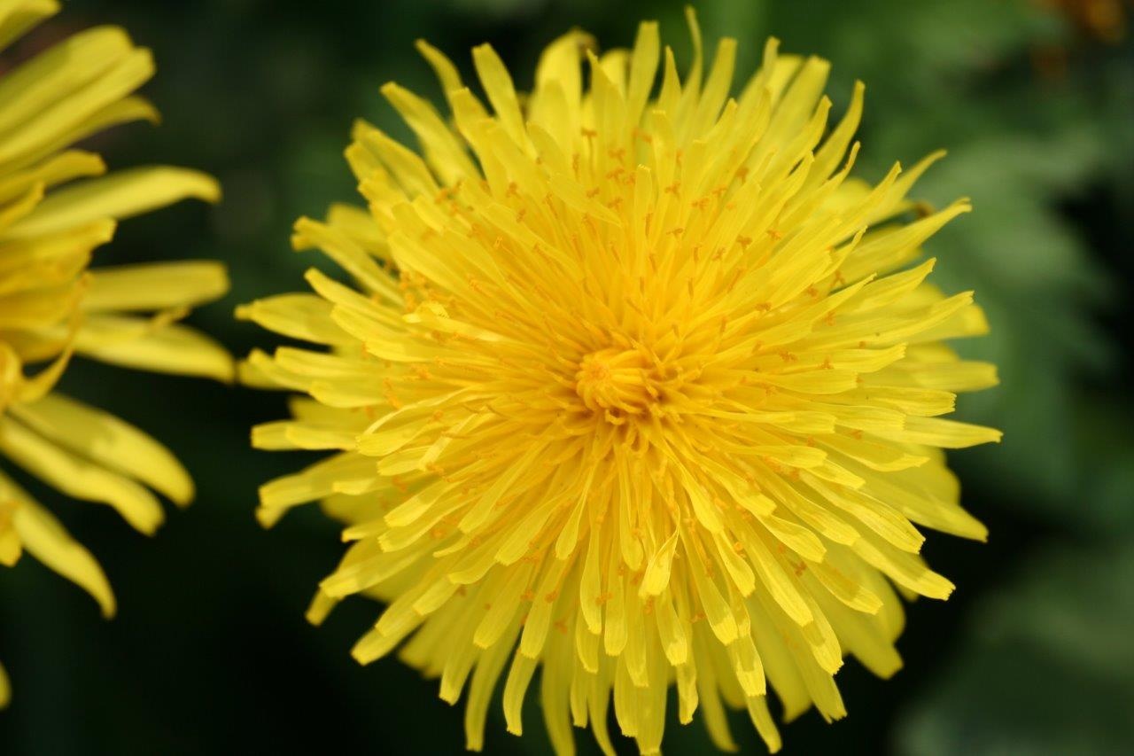 Paardenbloem 2