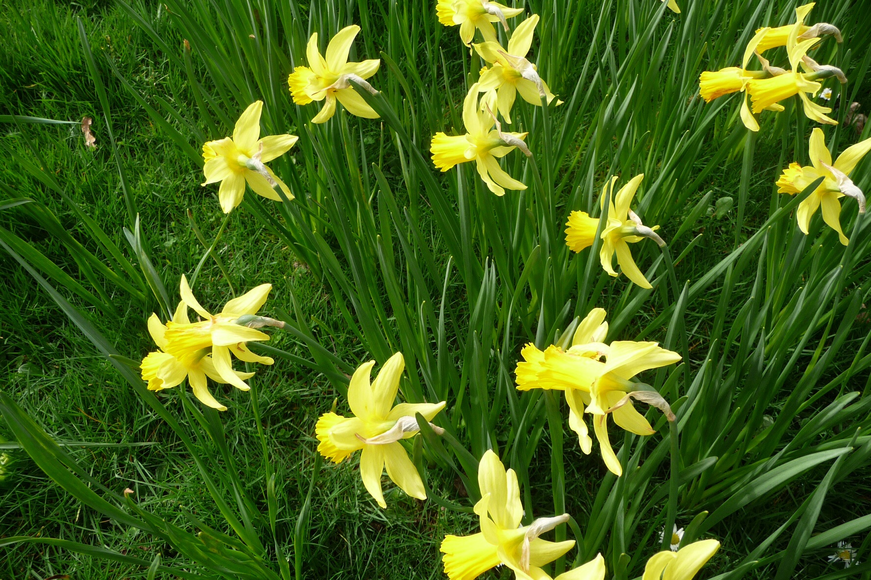 Narcissen