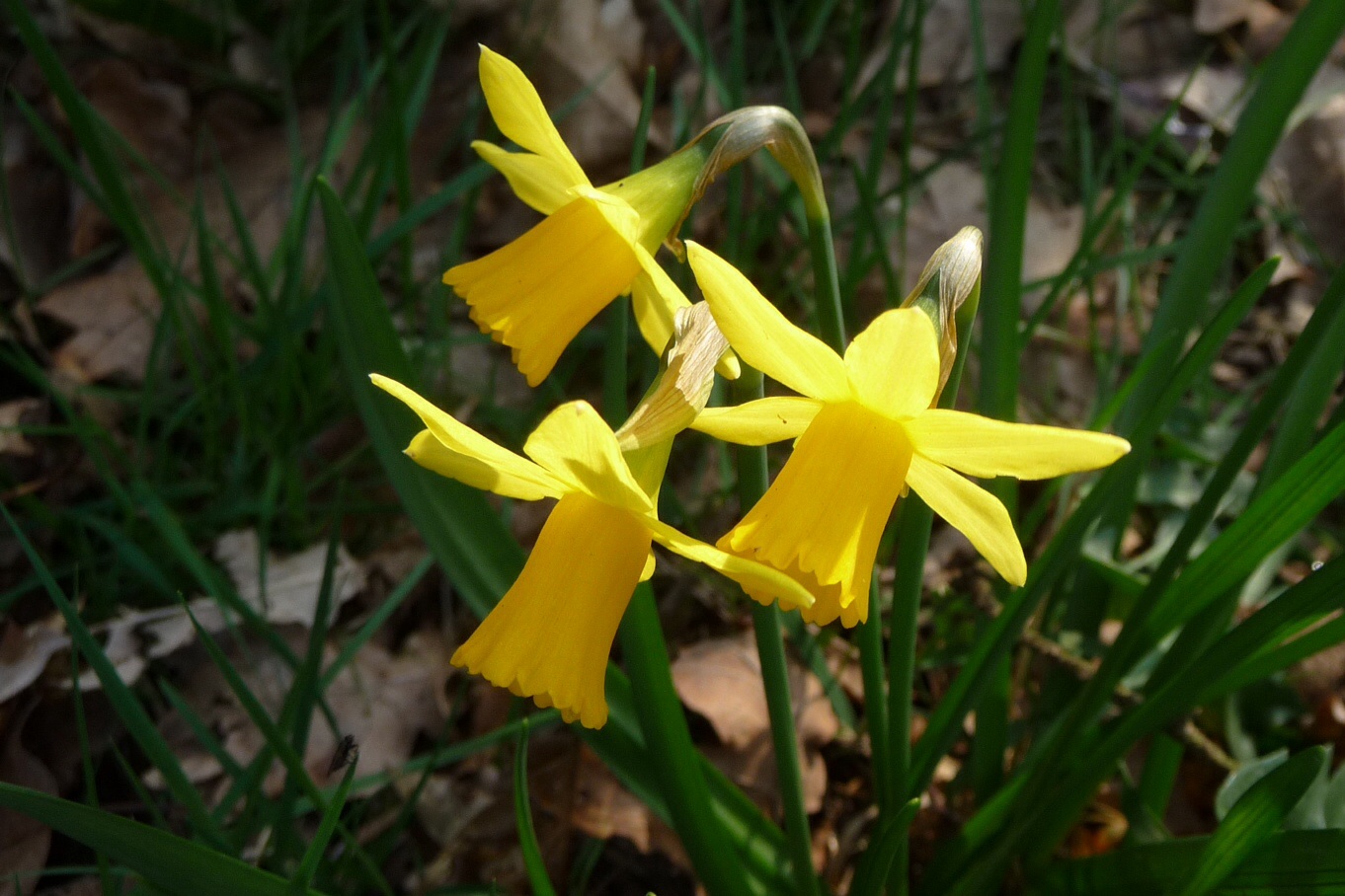 Narcissen