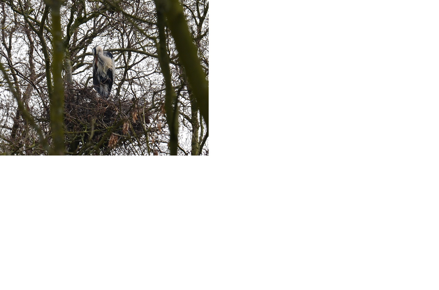 blauwe reiger