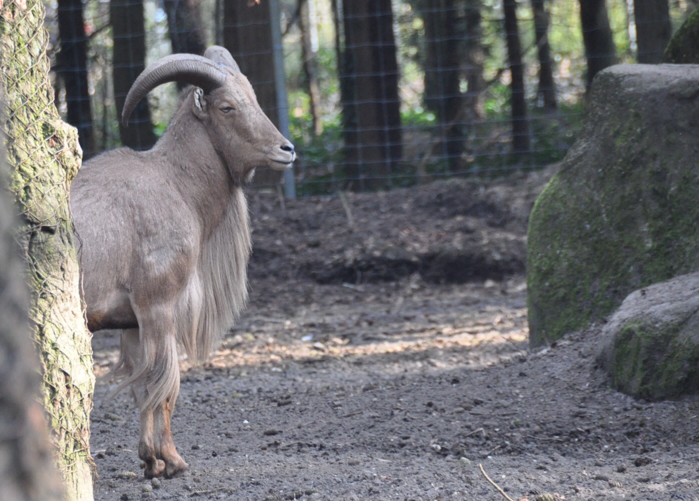 Dit is vast pa steenbok