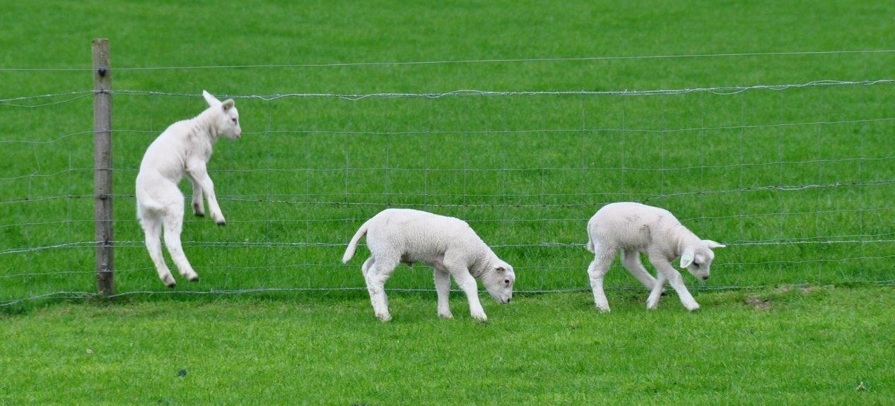 Lammetjes 2