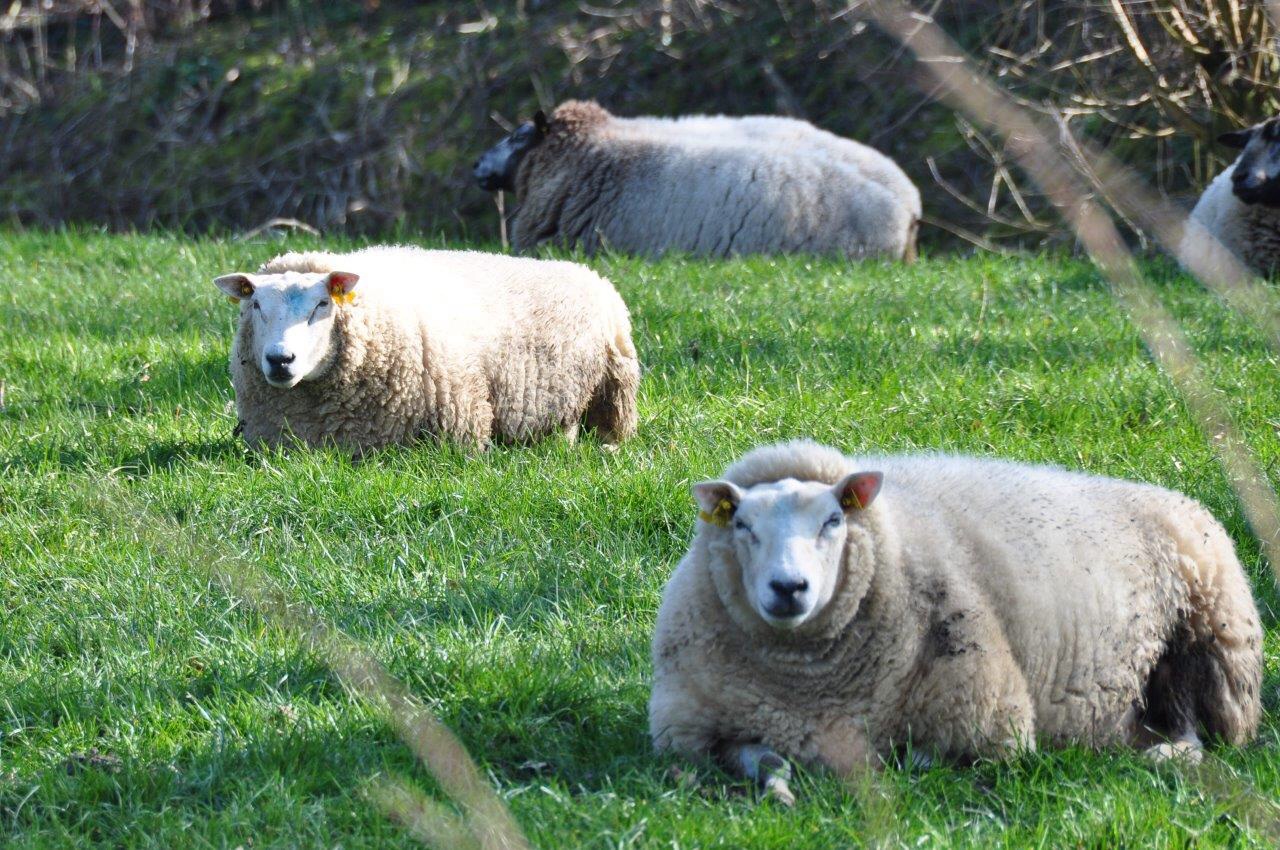 Schapen 2