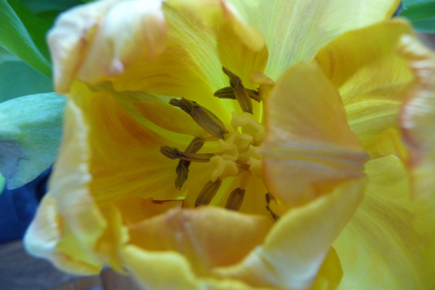 Gele tulp