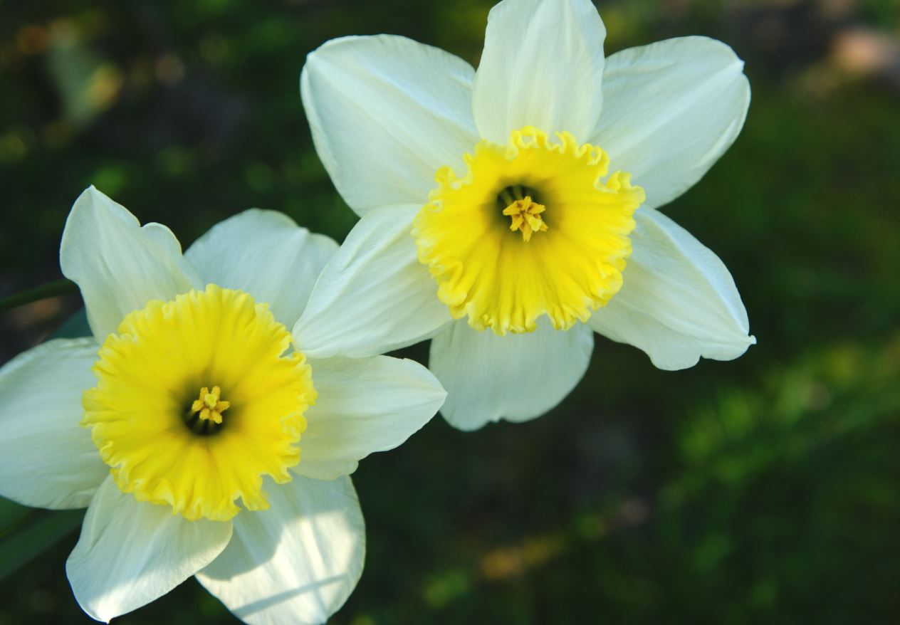 narcissen