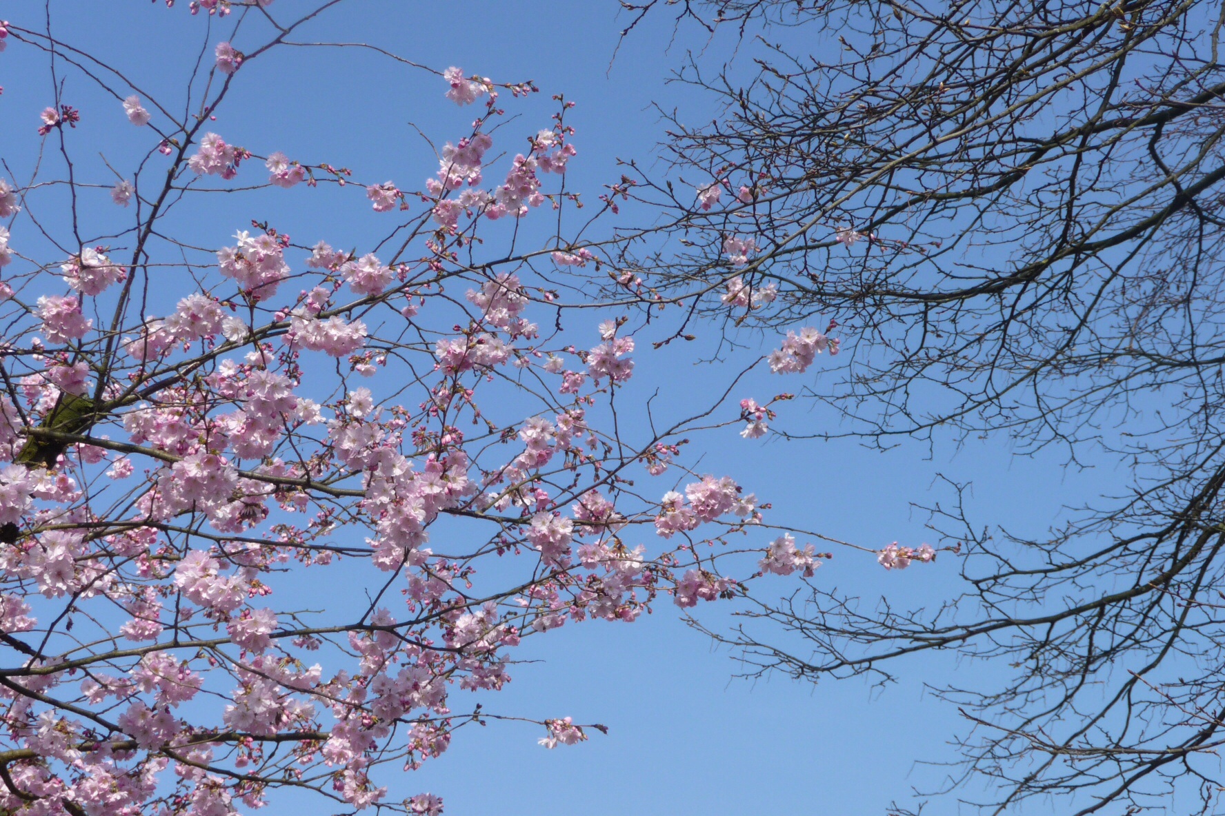 Roze bloesem