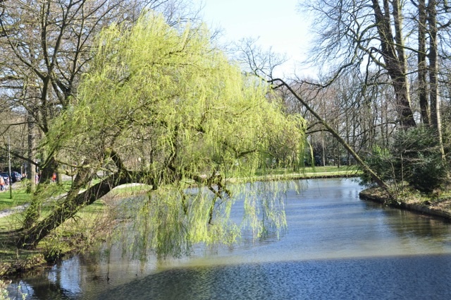 Treurwilg 2
