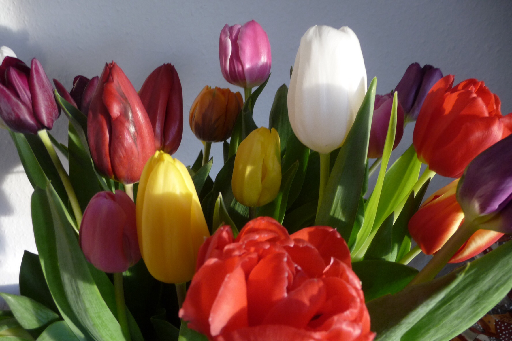 Tulpen