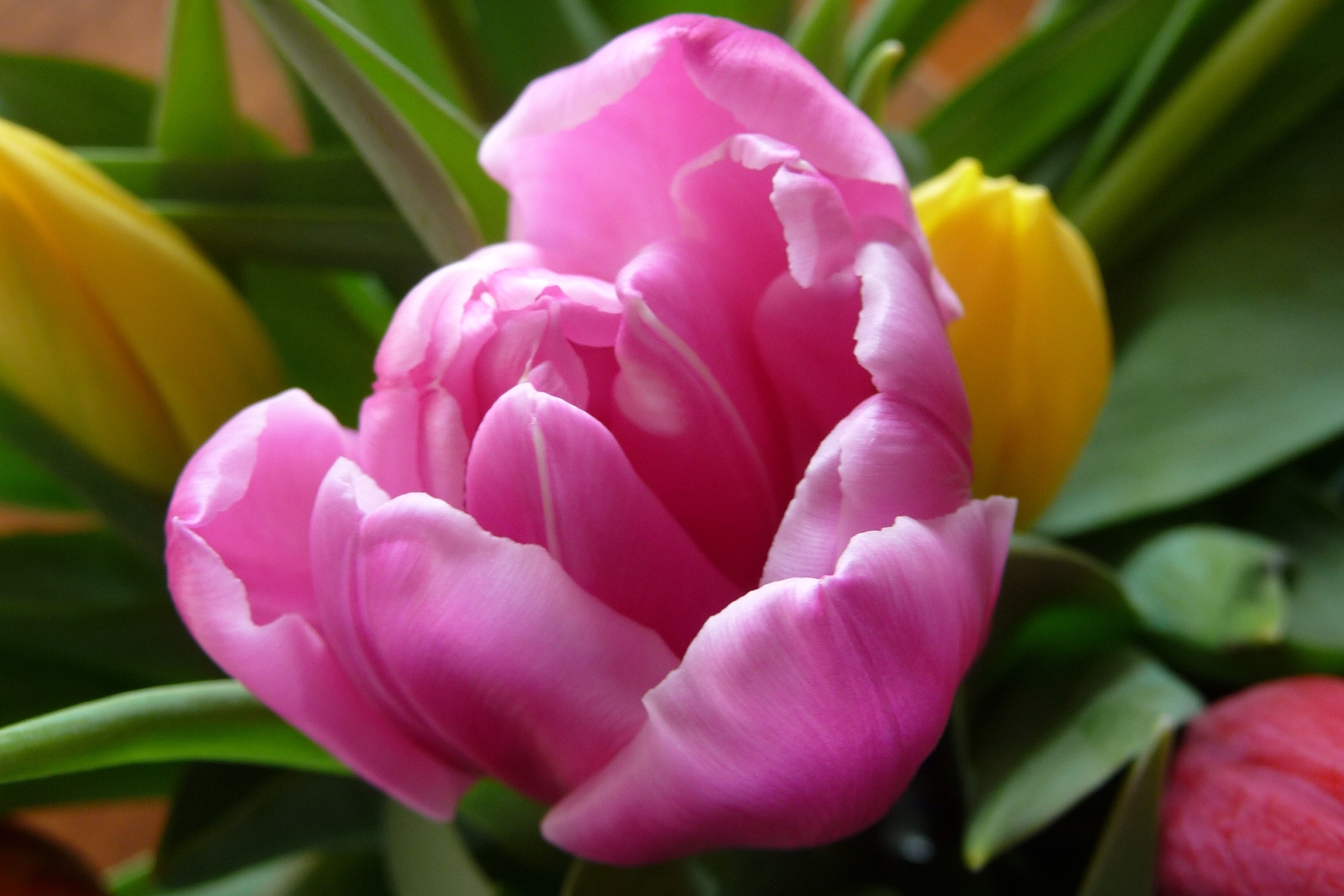 Tulp