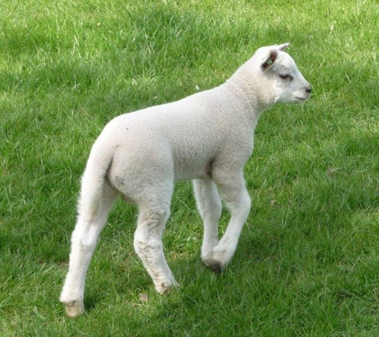 Lammetje