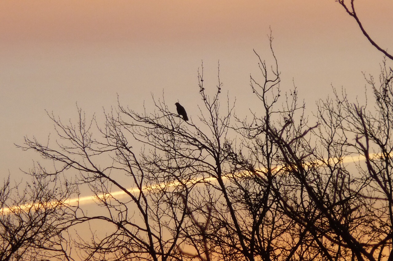 Vroege Vogel 2