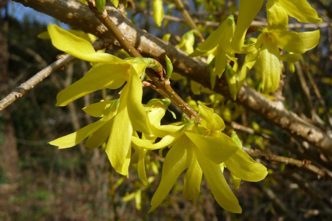 Forsythia