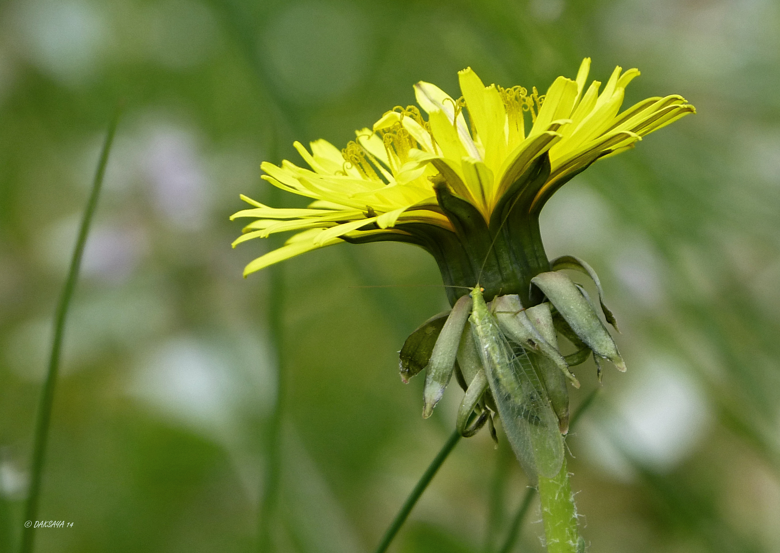 Gaasvlieg op paardenbloem