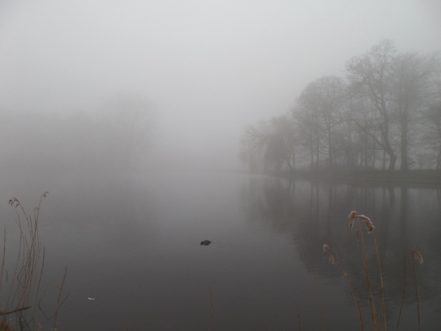 Meerkoet in mist