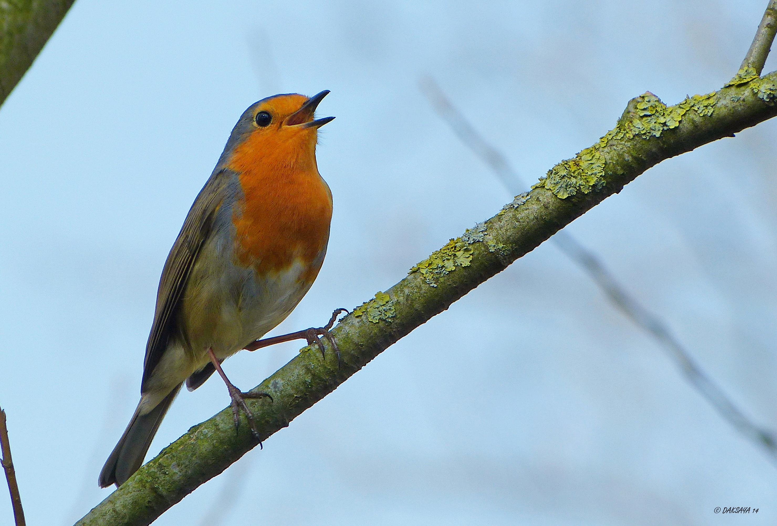 Elk vogeltje zingt zoals ....