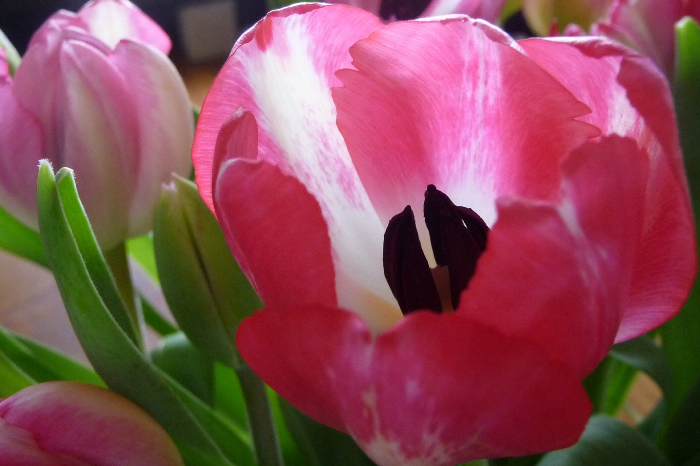 Tulpen 2