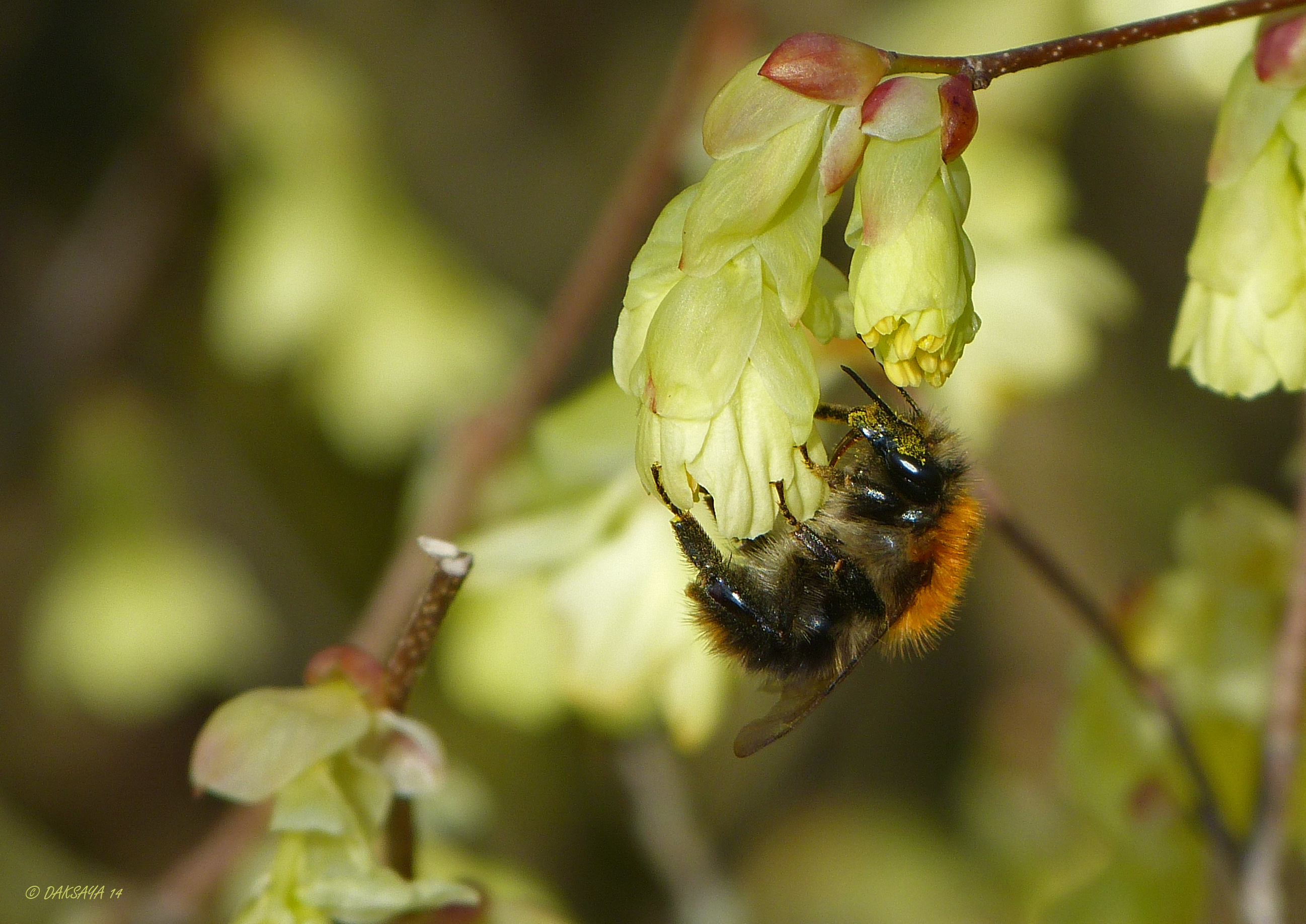 Hommel