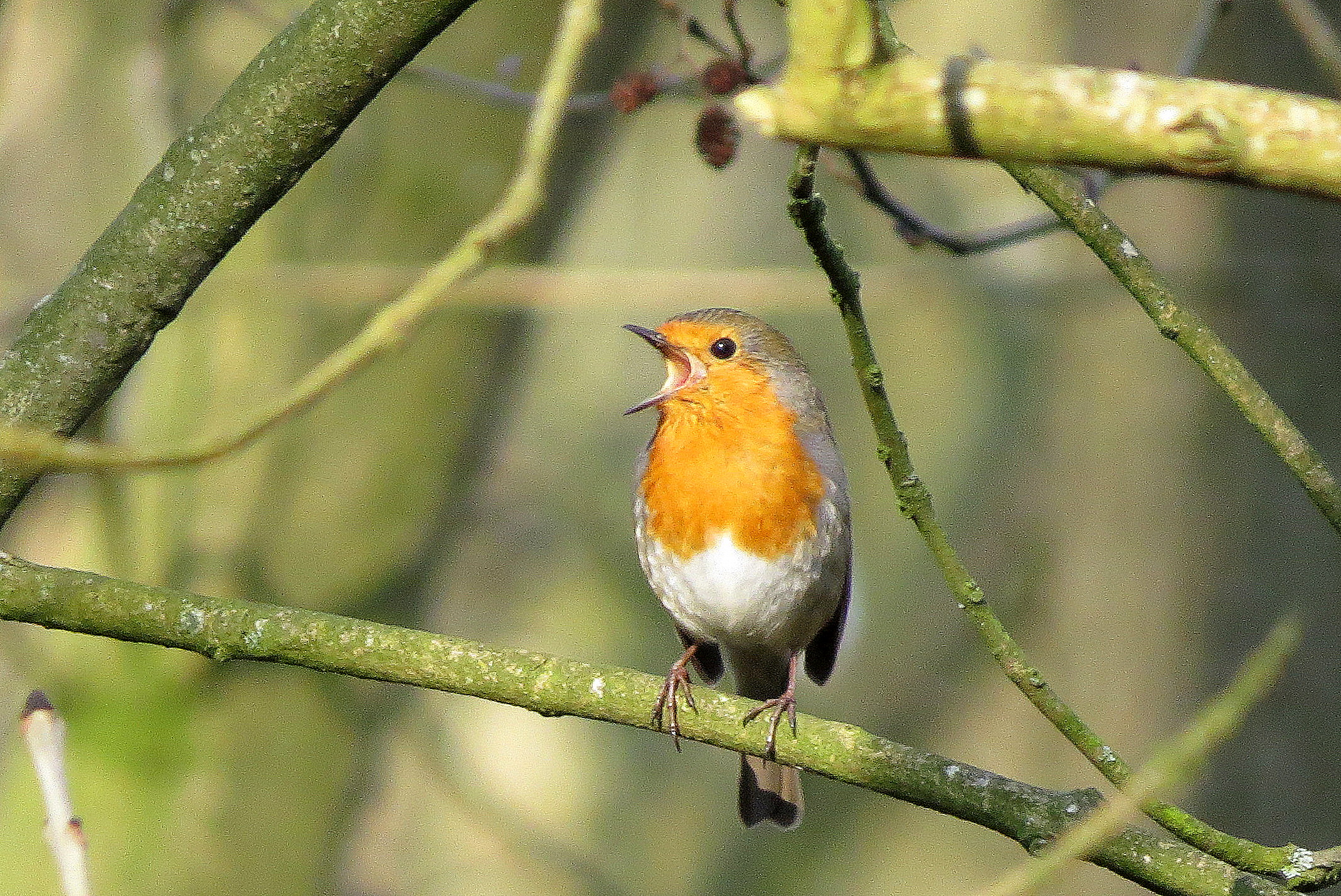 Uit volle "rood"borst!