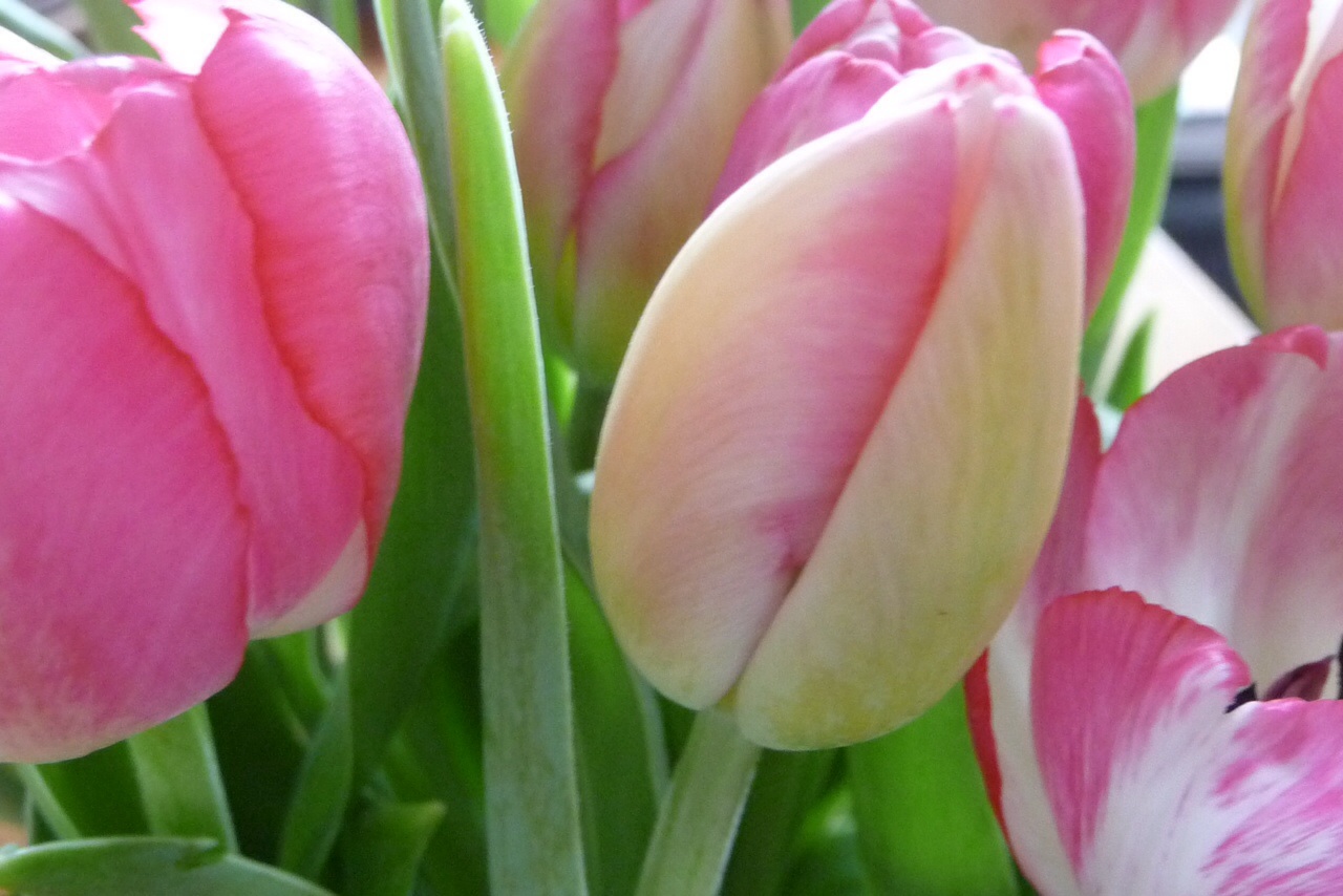 Tulpen