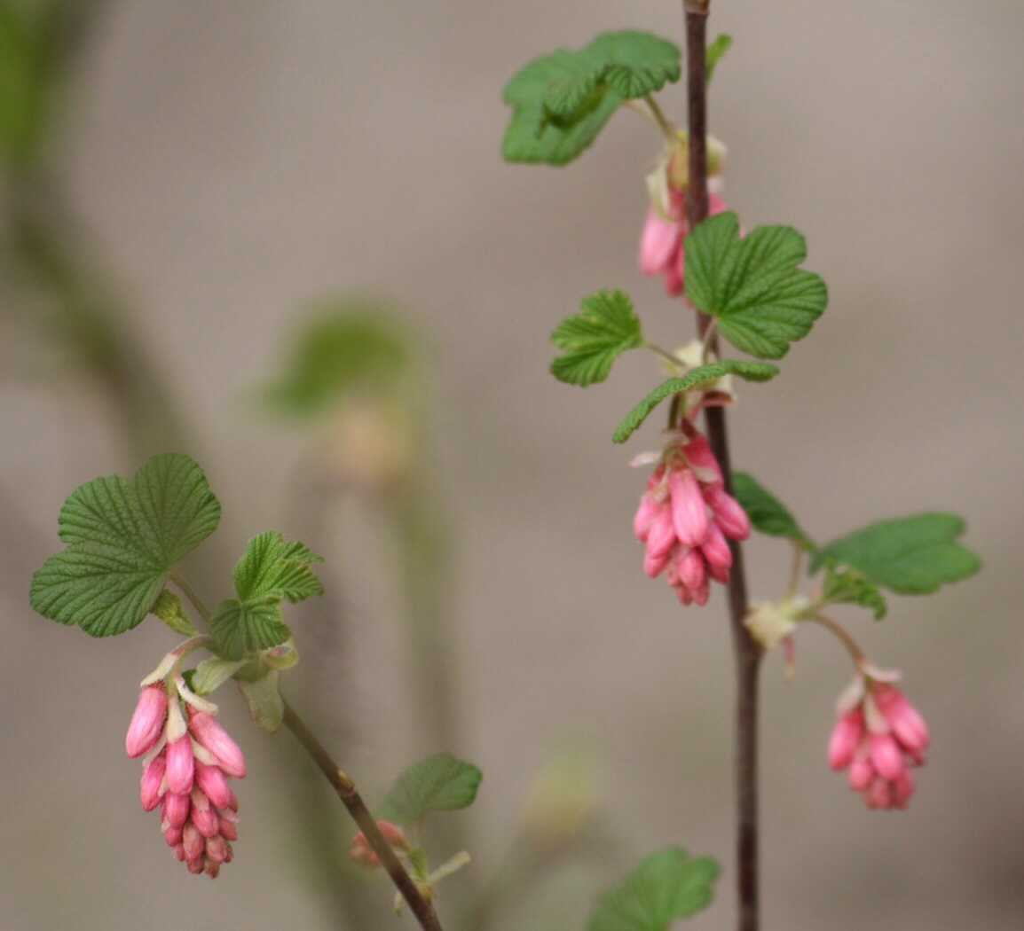 Roze ribes