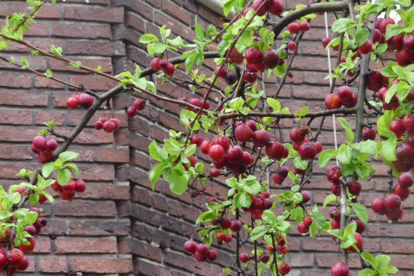 Rode appeltjes