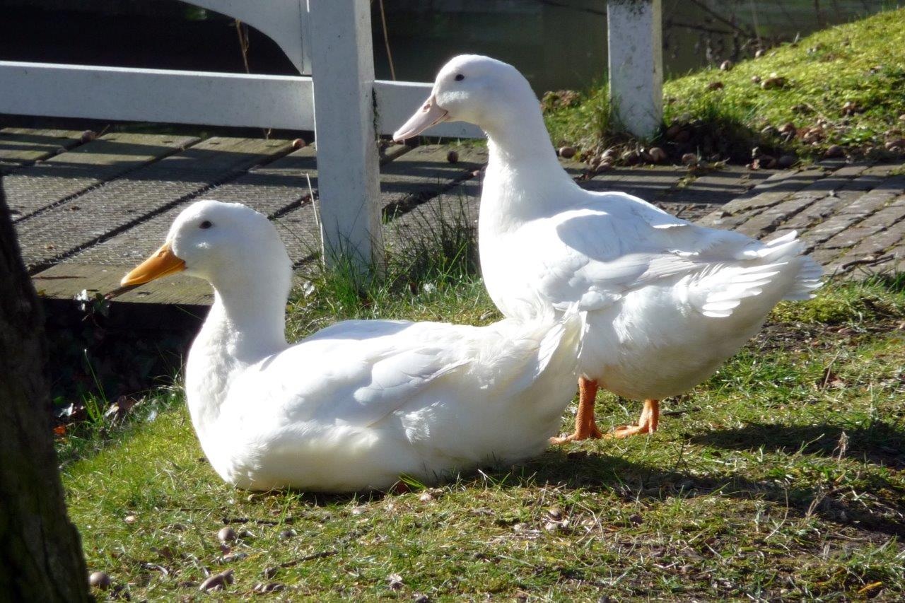 Twee eenden