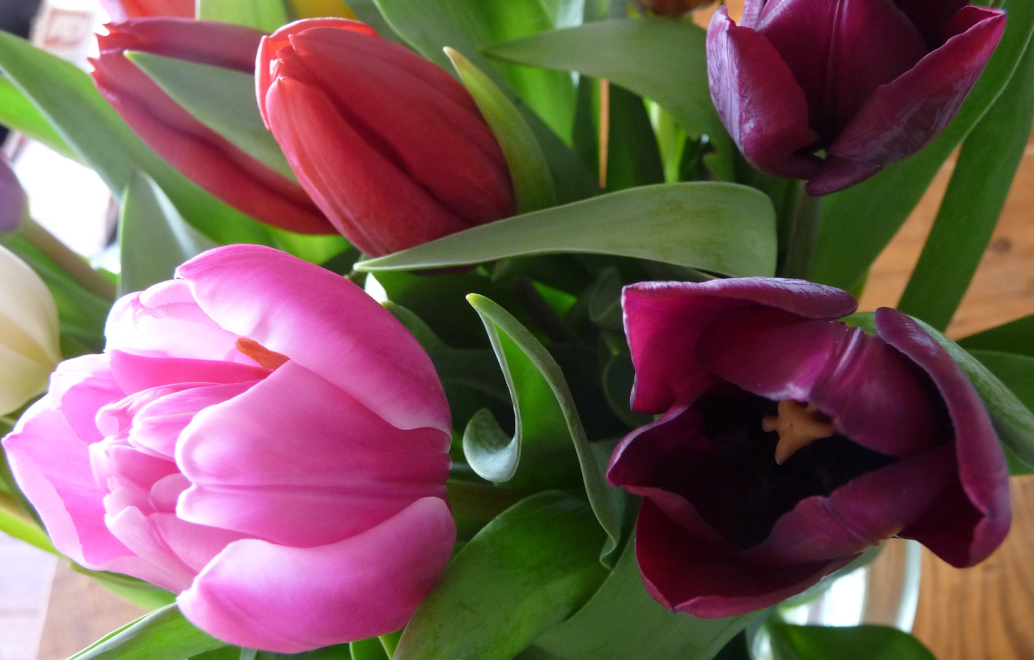 Tulpen