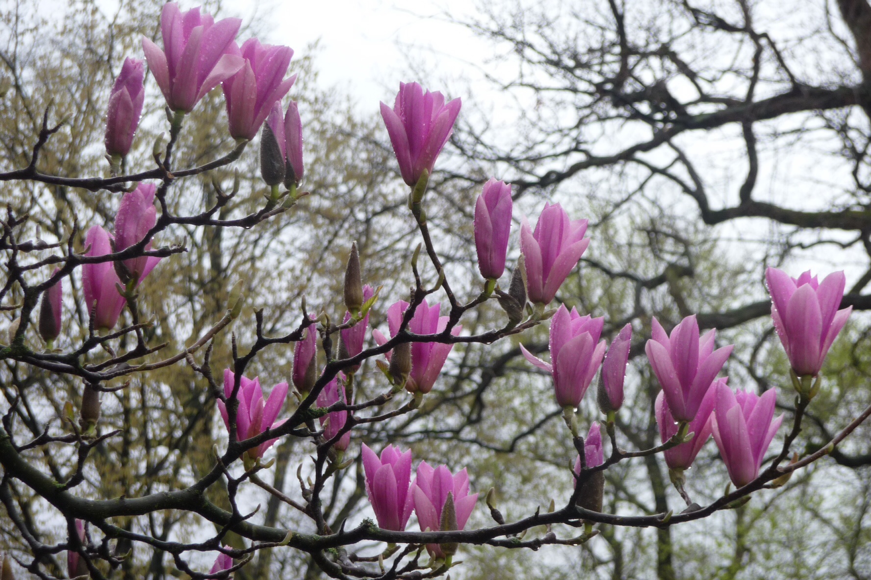 Magnolia 3