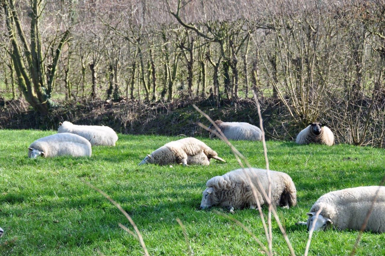 Schapen