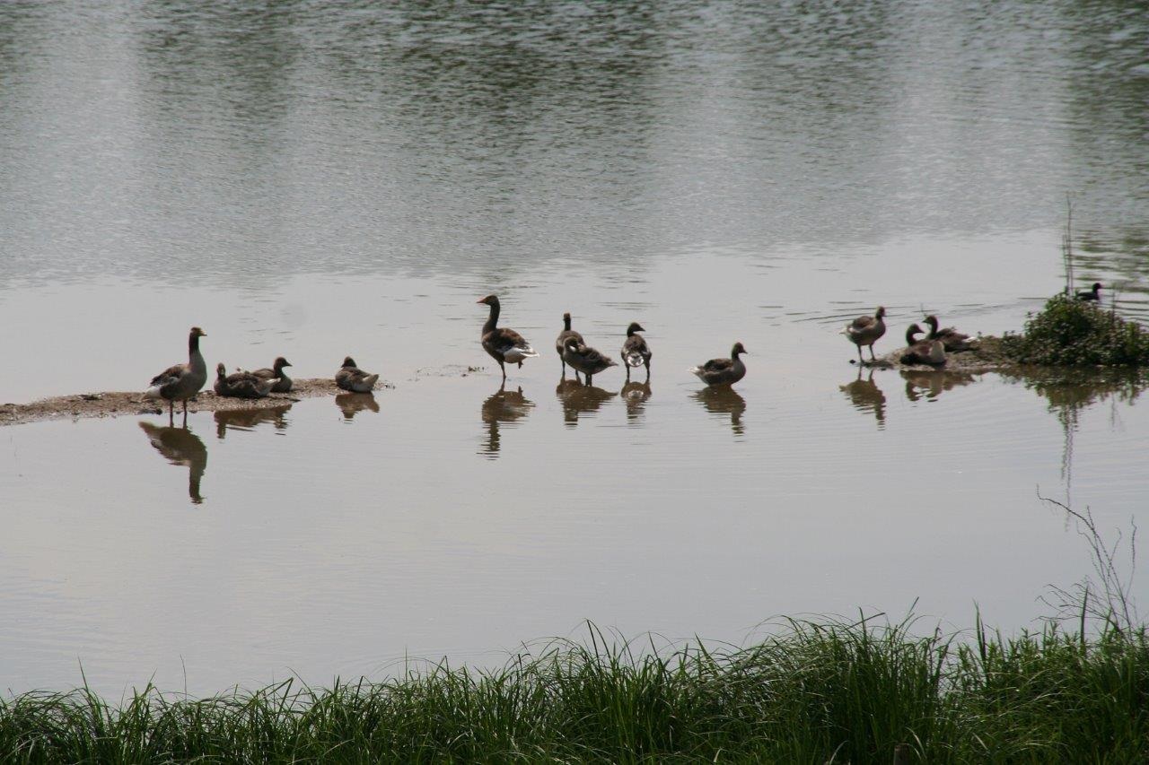 Vogels in de uiterwaarden