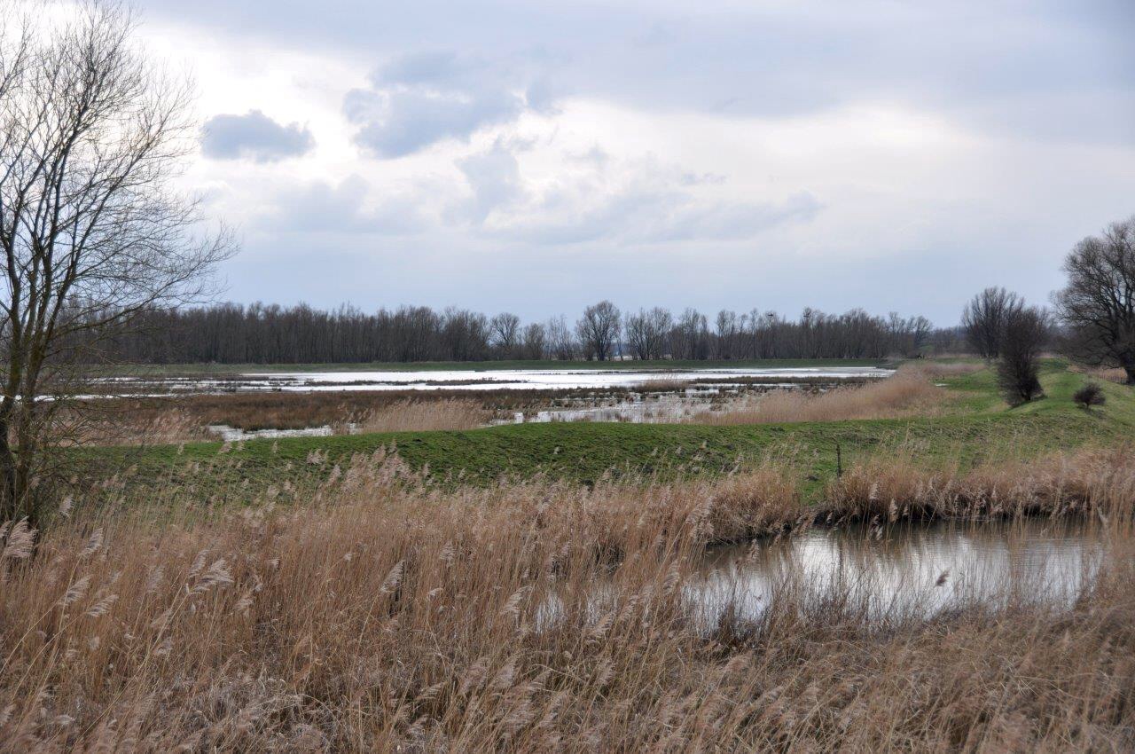 Biesbosch
