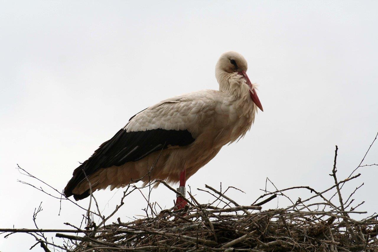Ooievaar 3