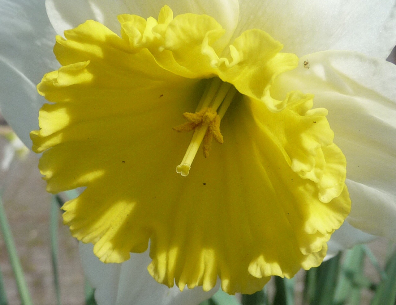 Narcis hart. 3