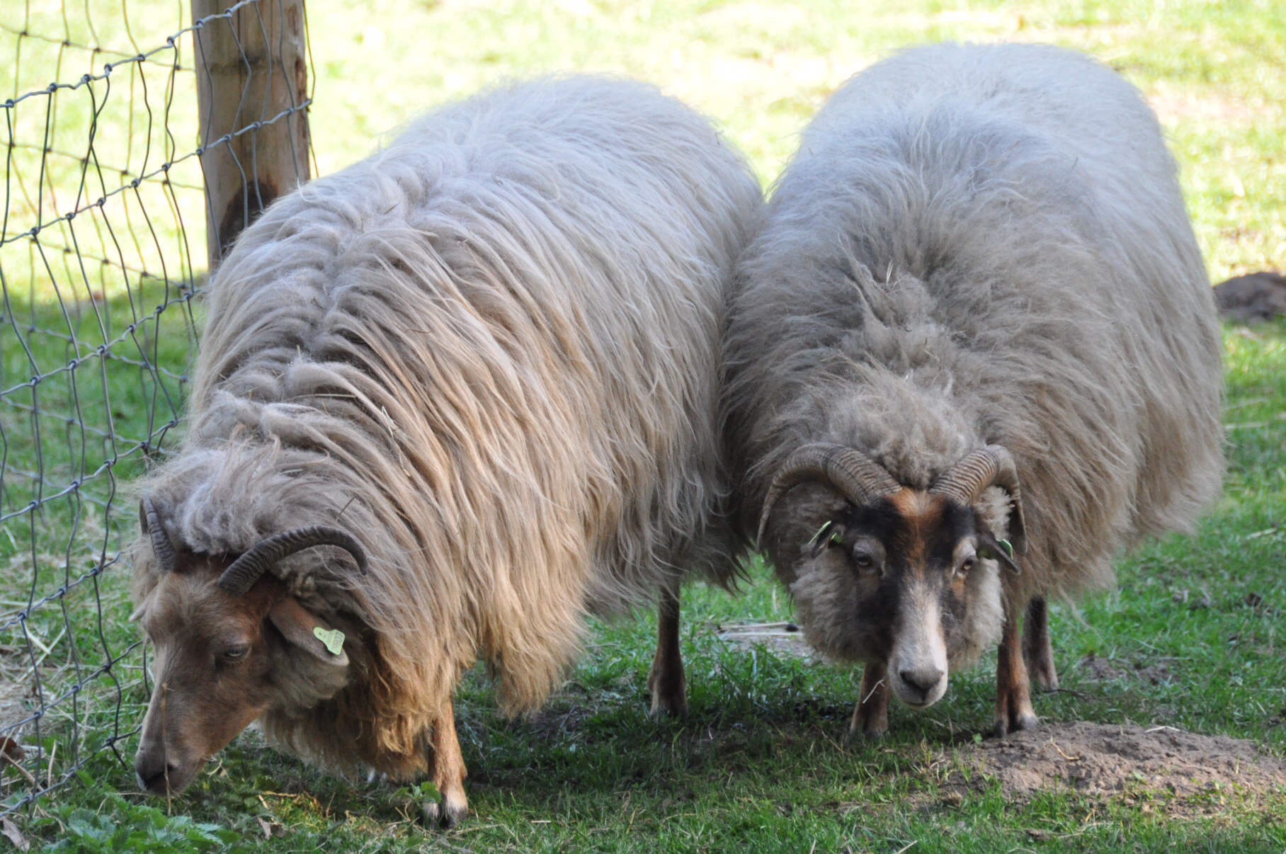Twee ooien