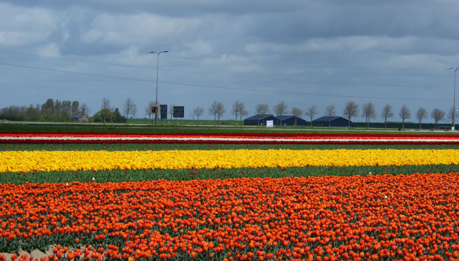  Tulpen-Zeeland