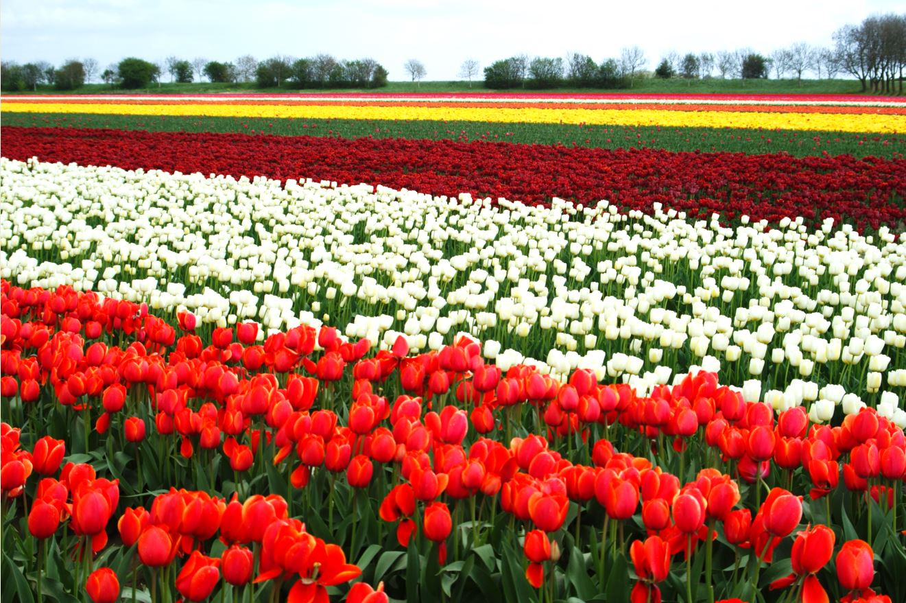  Tulpen-Zeeland
