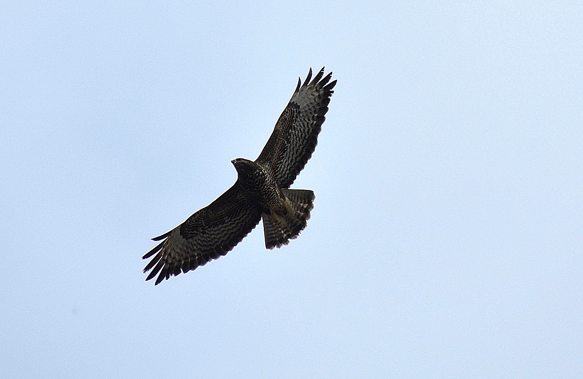 Buizerd.