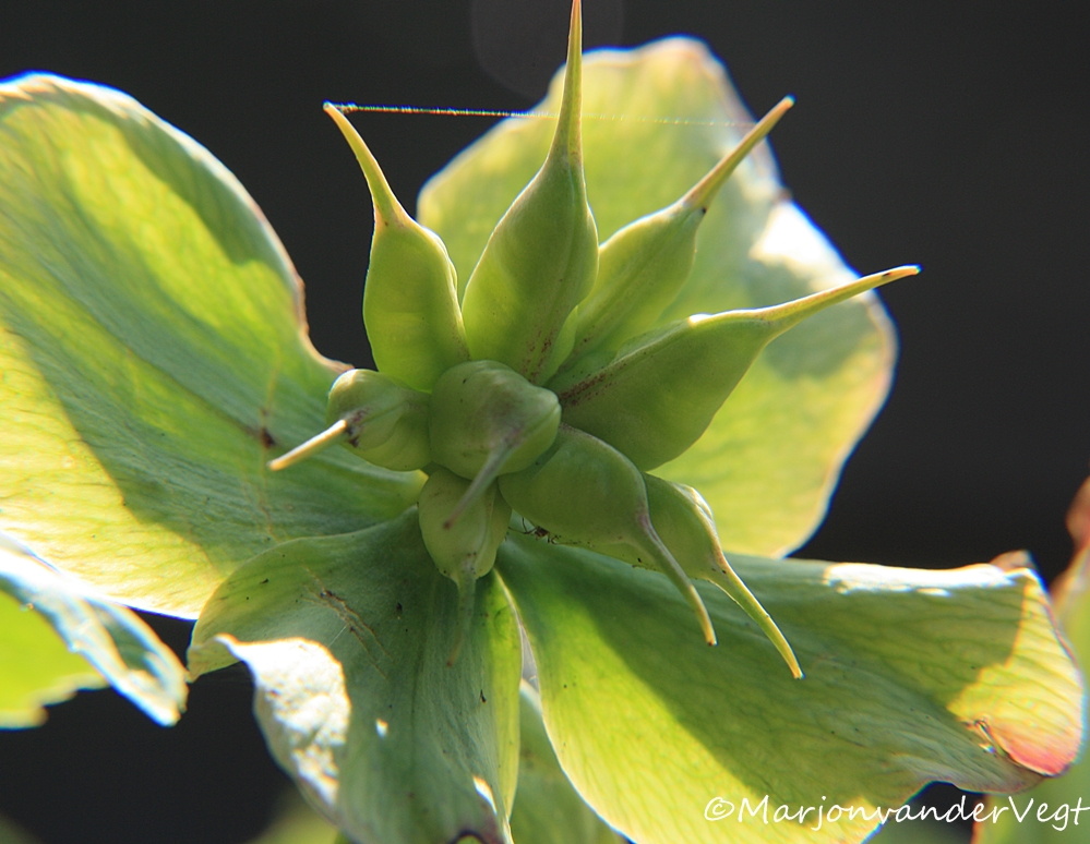 Helleborus
