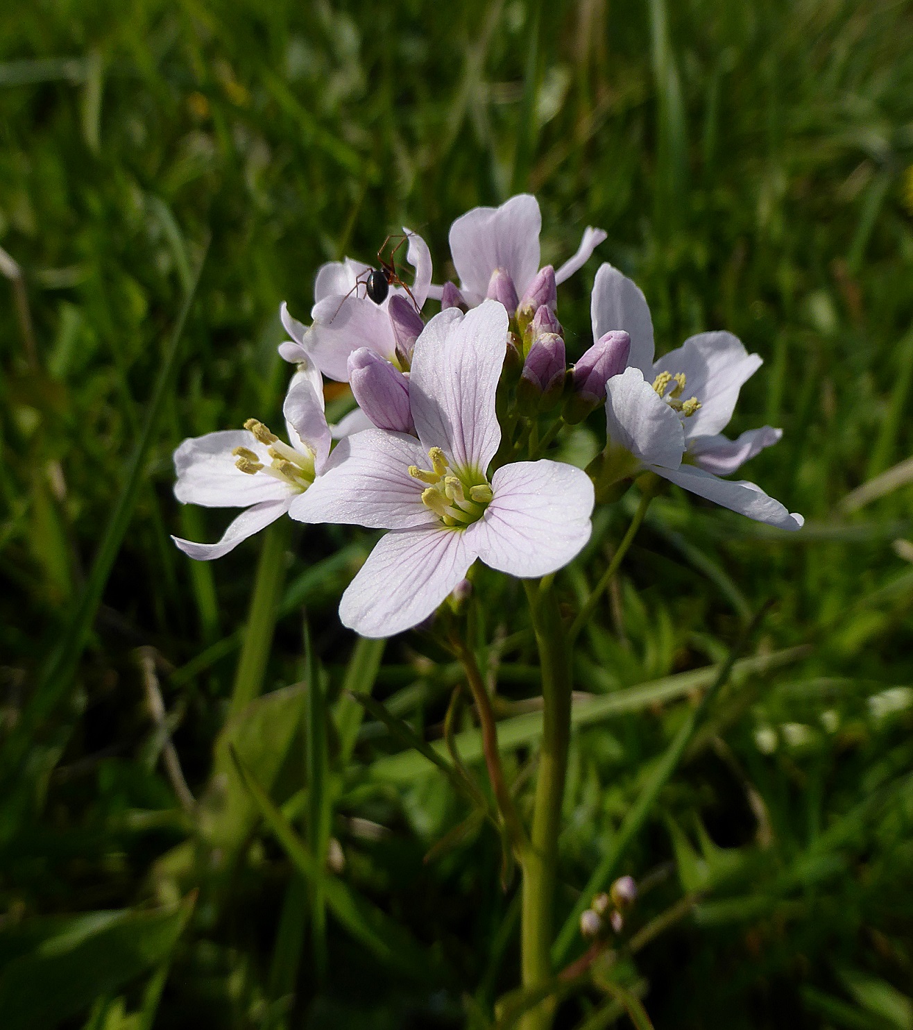 Pinksterbloem met spinnetje